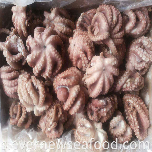 Sotong kecil berkualiti tinggi untuk dijual